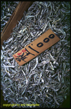 Japon035